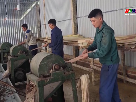 Mô hình trồng chuối lấy xơ